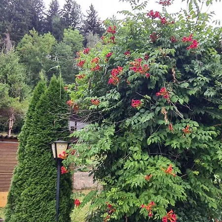 Laura * يودنبورغ